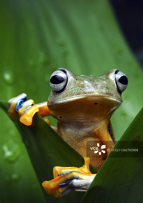 树蛙在树叶上特写，印度尼西亚万隆图片素材