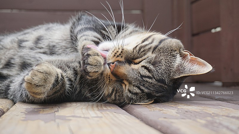睡觉的猫咪特写，大草原城，加拿大阿尔伯塔省图片素材