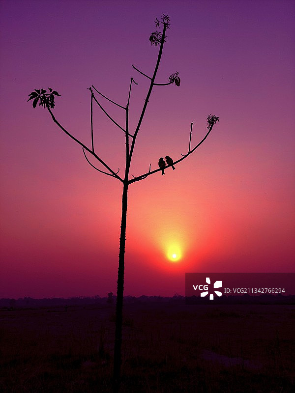 日落时分田野上光秃秃的树木轮廓图片素材