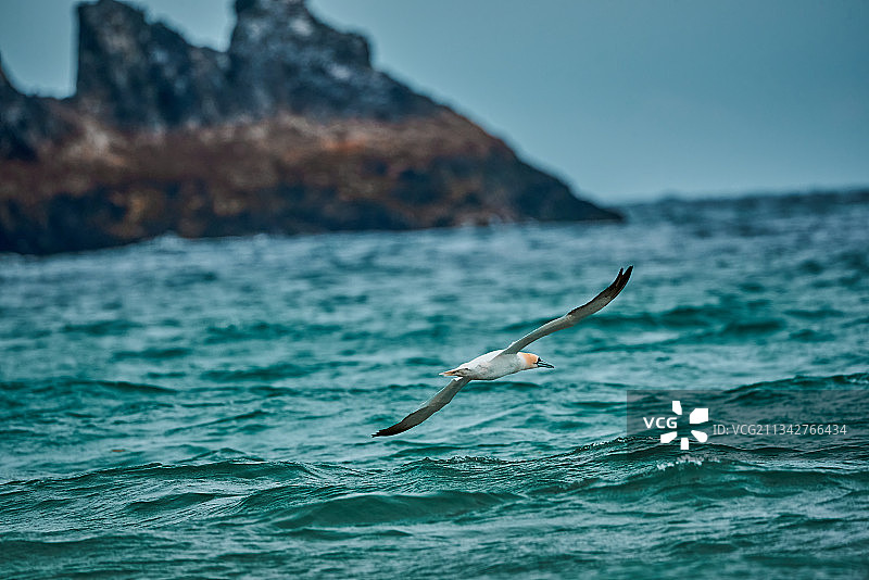 海鸥飞过海面（英国纽基）图片素材