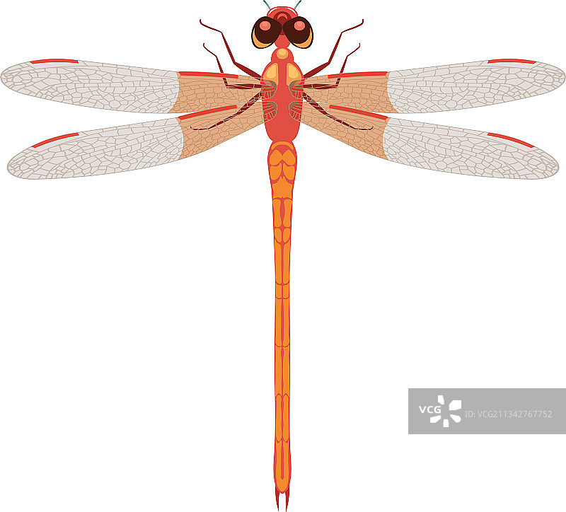 美丽的粉红色透明翅膀蜻蜓图片素材