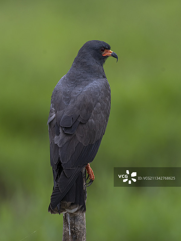 哥斯达黎加阿拉胡埃拉省木头上的猛禽特写图片素材