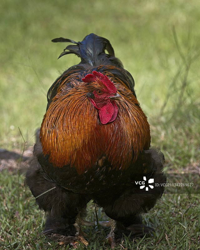 公鸡在场上的特写镜头图片素材