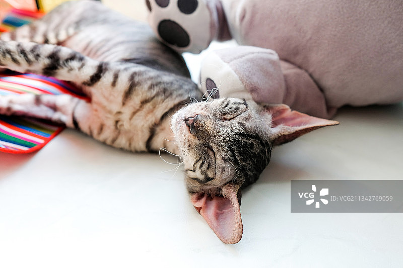 床上睡觉的猫特写图片素材