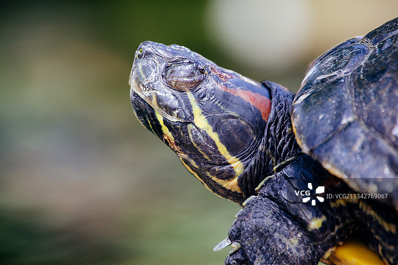 龟壳特写，西班牙图片素材