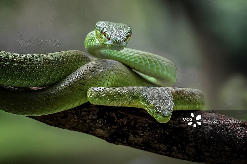 印度尼西亚勿加泗树上的蛇特写图片素材