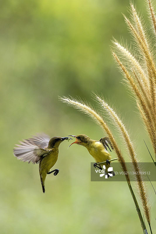 户外飞翔的鸟类特写，印度尼西亚雅加达图片素材