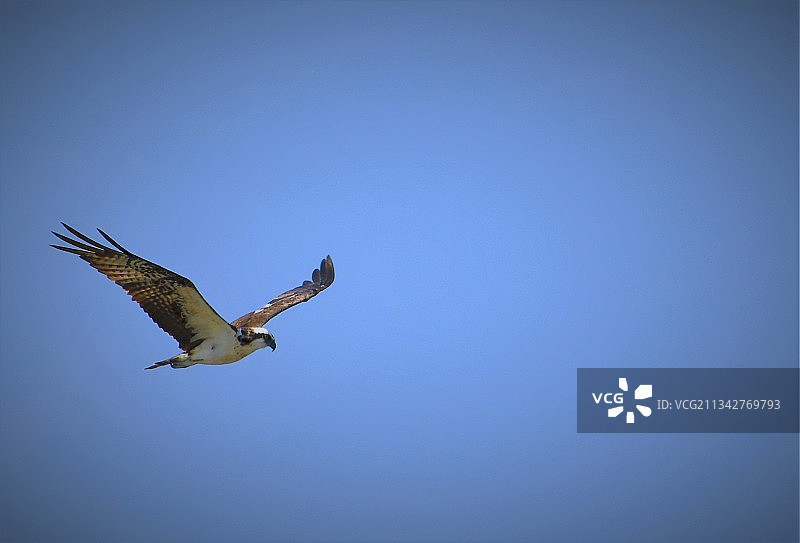 美国北卡罗来纳州蓝天下飞鸟的仰视角度图片素材