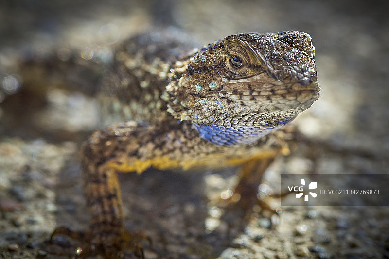 岩石上的鬣蜥特写，索诺玛县，加利福尼亚州，美国图片素材