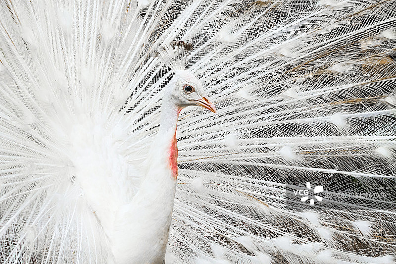 特写的孔雀图片素材