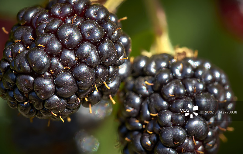 树上生长的黑莓特写图片素材