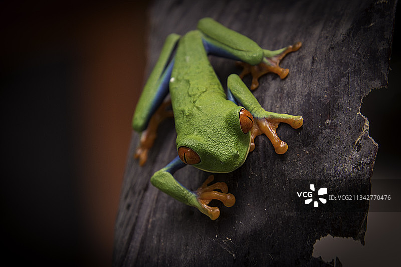 哥斯达黎加埃雷迪亚树叶上的树蛙特写图片素材