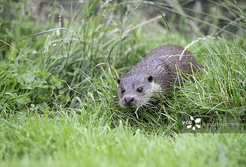 草地上啮齿动物的特写，林菲尔德，英国图片素材