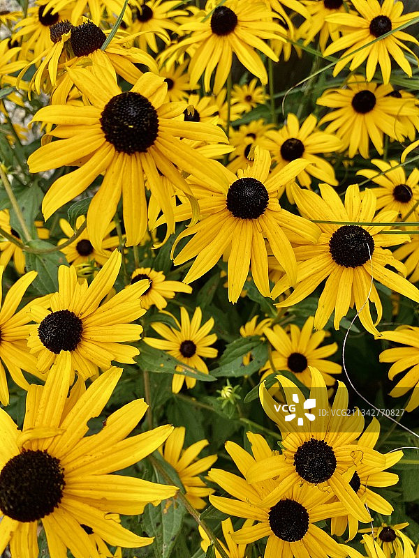 美国纽约阿马甘塞特，全画幅黄色雏菊图片素材