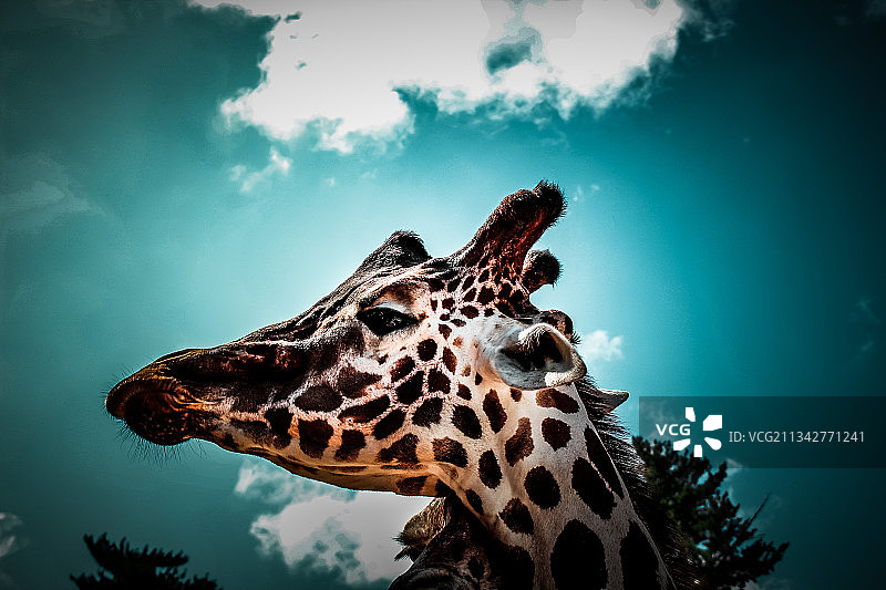 仰视角度拍摄的长颈鹿，背景是天空图片素材