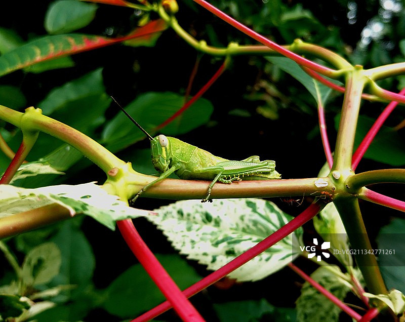 蚱蜢在植物上的特写镜头图片素材