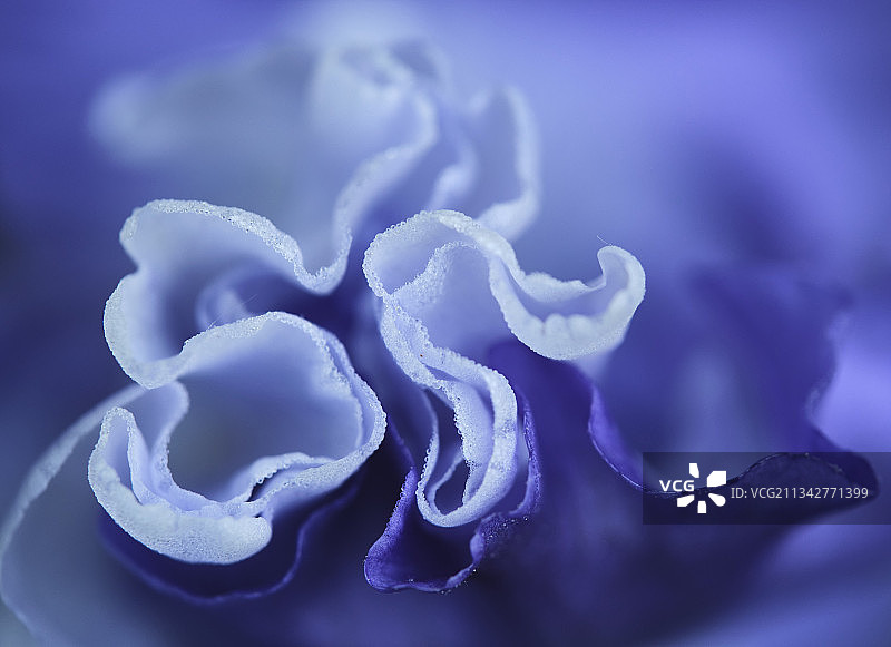 紫色水母特写，美国新泽西州磨石镇图片素材