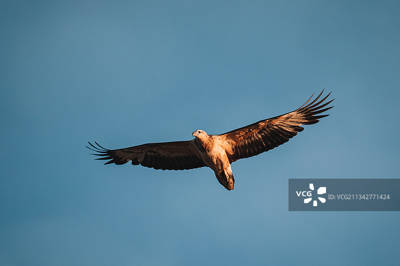 鹰在晴朗的天空下飞行的低角度视图图片素材