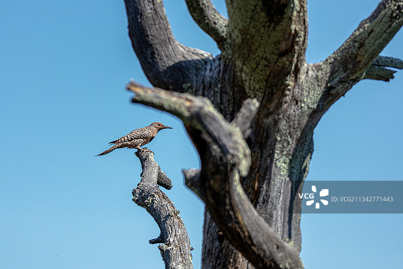 八哥鸟喂食幼鸟，美国科罗拉多州科罗拉多斯普林斯图片素材
