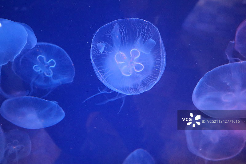 水母在海里游泳的特写镜头图片素材