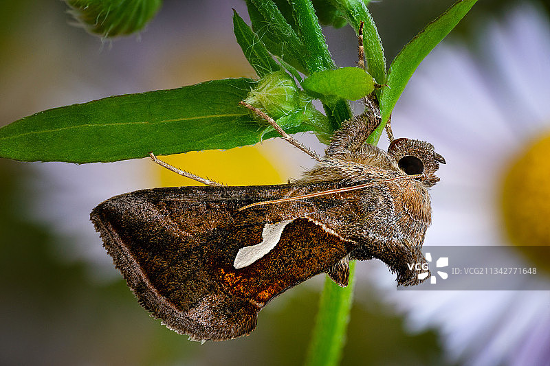 蝴蝶在花上的特写图片素材