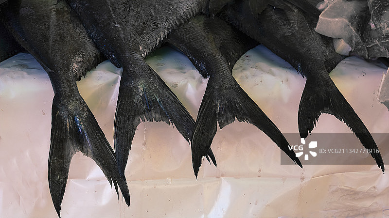 智利圣地亚哥容器中咸水鱼特写图片素材