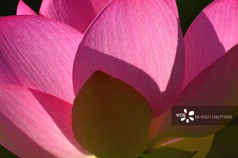 粉色百合花特写图片素材