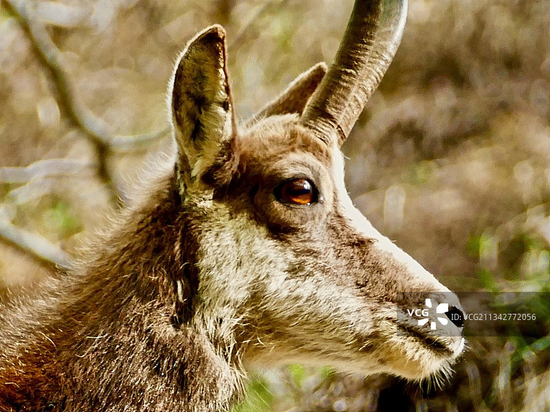 鹿的特写图片素材