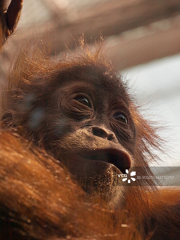 德国波鸿猴子望向远处特写图片素材