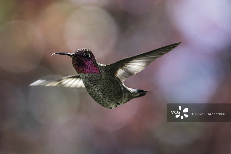 蜂鸟在户外飞行特写，俄勒冈州波特兰图片素材