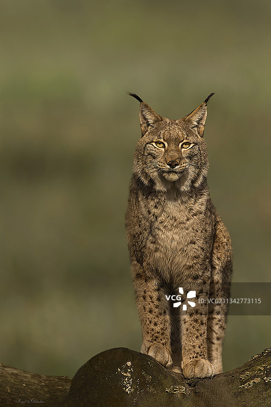 岩石上的猫咪特写图片素材