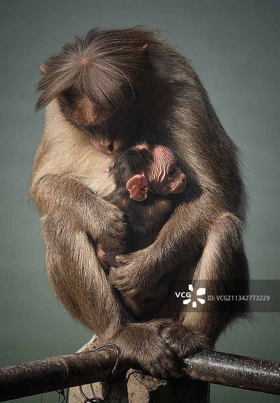 印度喀拉拉邦穆纳尔，坐在树枝上的猕猴特写图片素材