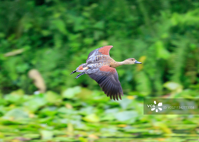 印度果阿邦，田野上空飞翔的鸟类特写图片素材