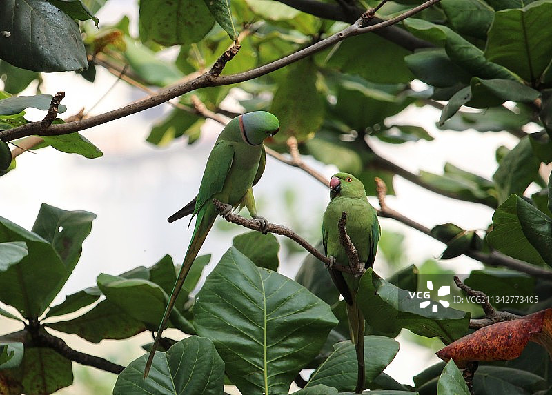 树上鸟儿栖息的仰视视角图片素材
