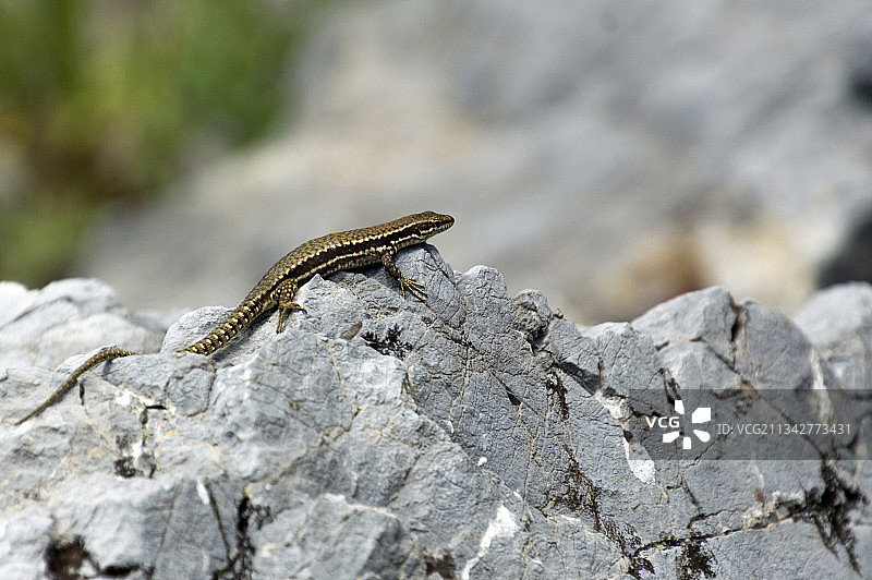岩石上蜥蜴的特写镜头图片素材