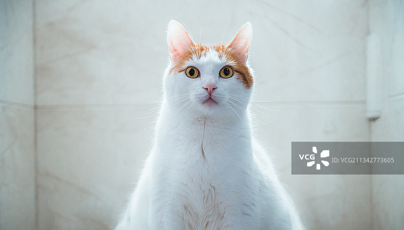 白猫特写，拍摄于哥伦比亚波哥大图片素材