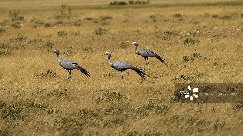 蓝蓑羽鹤图片素材