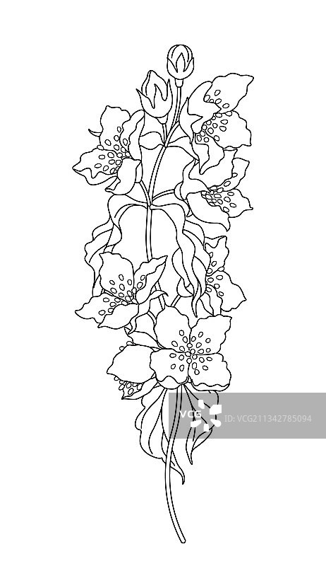 茉莉花枝素描图片素材