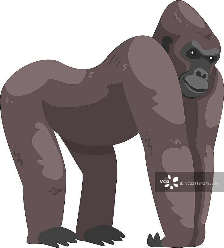 以地面为栖息地的草食性大猩猩猴子图片素材