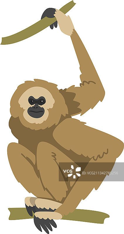 长臂猿：栖息的草食性猿类图片素材