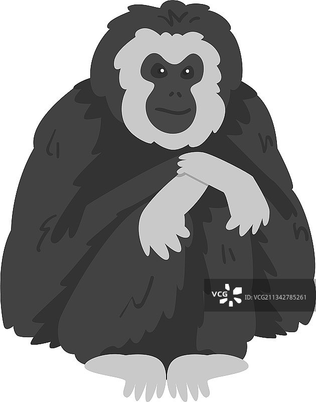 毛冠长臂猿图片素材