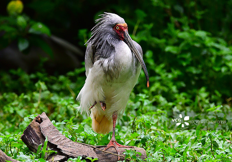单脚站立的一级保护动物朱鹮图片素材