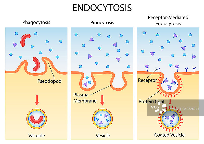 医疗保健教育图表图片素材
