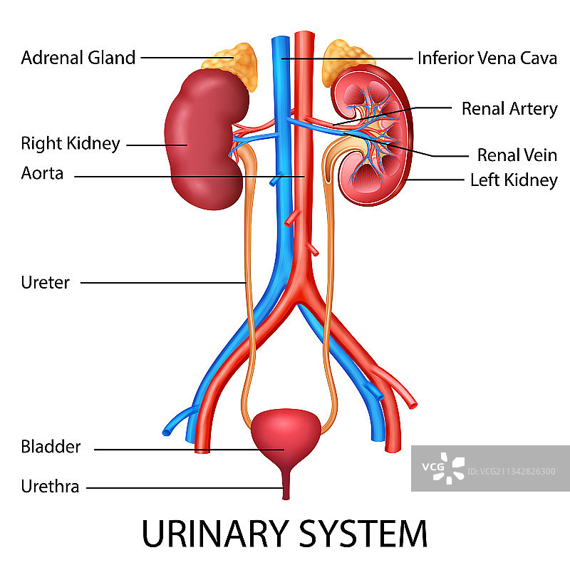 医疗保健教育图表图片素材