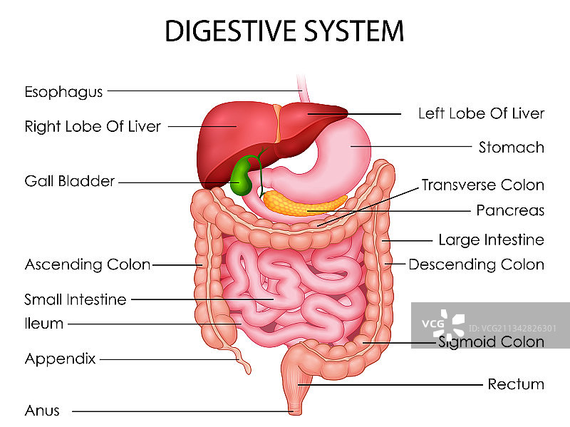 医疗保健教育图表图片素材