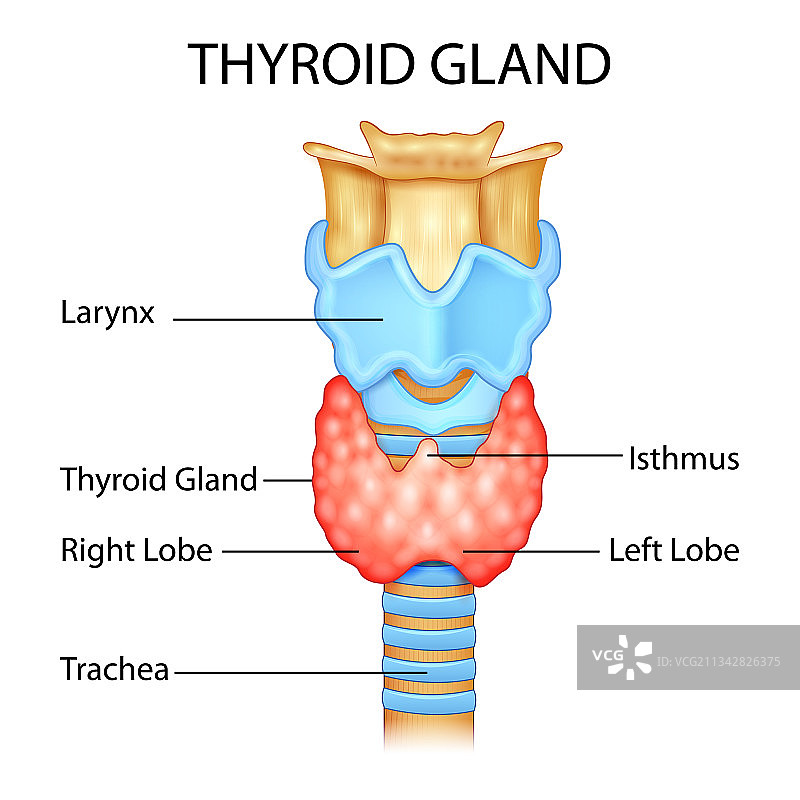 医疗保健教育图表图片素材