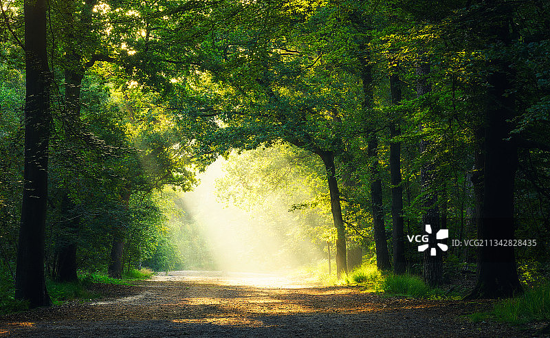 绿光森林图片素材