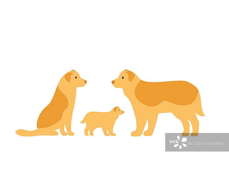 家庭犬：边境牧羊犬，父母和小狗图片素材