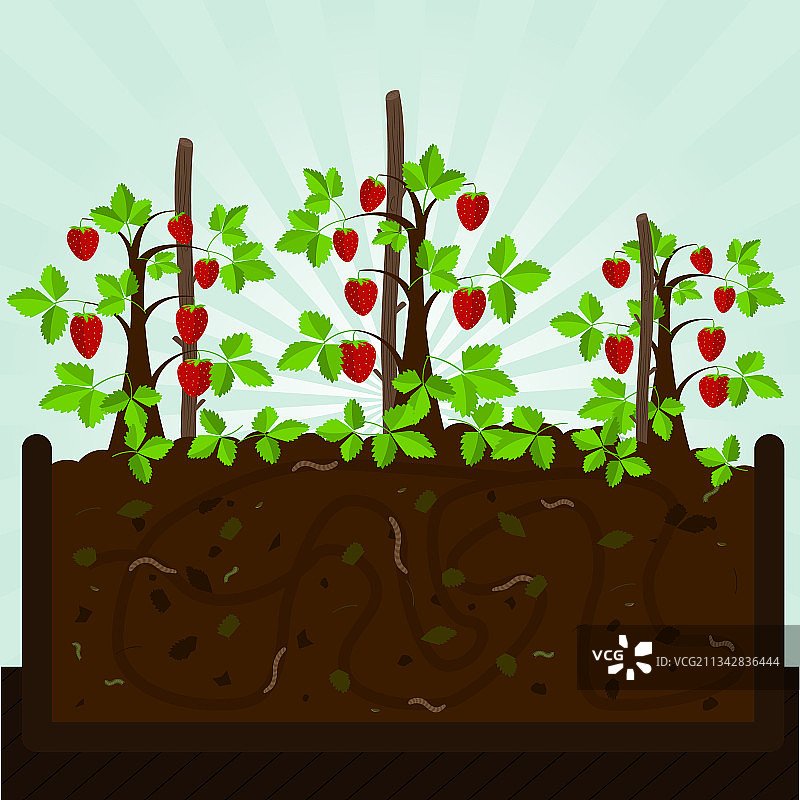 草莓树和堆肥图片素材
