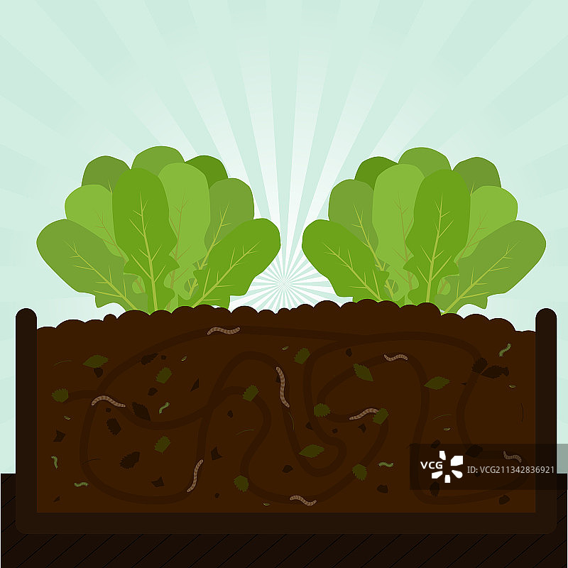 芝麻菜树和堆肥图片素材